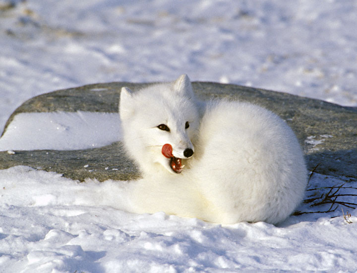 Arctic Fox Eating